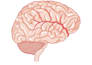 create anatomy, medical, and scientific illustrations